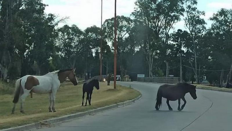 Alerta en Junín por caballos faenados que habían sido robados